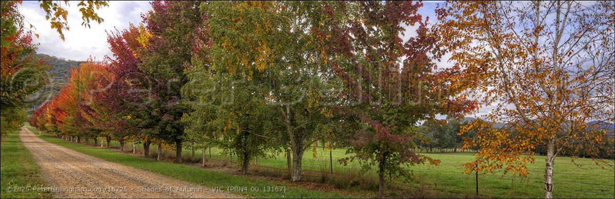 Peter Bellingham Photography Shades of Autumn - VIC (PBH4 00 13167)